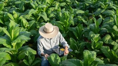 Photo of La cara buena del tabaco: cómo puede ayudar a curarnos en lugar de enfermarnos