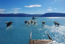 Photo of La dramática imagen de perros siberianos que corren sobre el agua que revela el rápido deshielo de Groenlandia