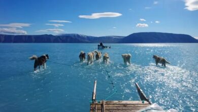 Photo of La dramática imagen de perros siberianos que corren sobre el agua que revela el rápido deshielo de Groenlandia