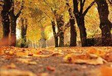 Photo of Qué es el equinoccio de otoño y cuándo es