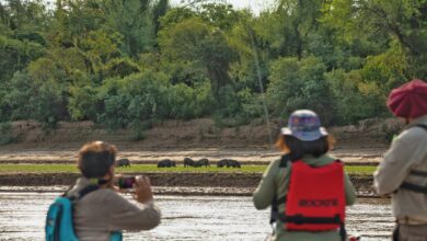 Photo of El rewilding en la Argentina: una respuesta proactiva para terminar con la degradación ambiental