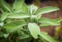 Photo of La planta medicinal que protege la memoria y equilibra el azúcar en sangre