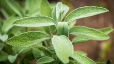 Photo of La planta medicinal que protege la memoria y equilibra el azúcar en sangre