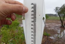 Photo of “La sequía es sinónimo de muerte”: llovió en una provincia donde se secaban los campos y alertan que el giro del clima por ahora no alcanza