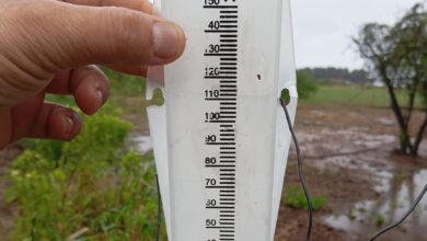 Photo of “La sequía es sinónimo de muerte”: llovió en una provincia donde se secaban los campos y alertan que el giro del clima por ahora no alcanza