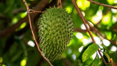 Photo of La fruta exótica de suevas espinas que fortalece el sistema inmunológico y combate bacterias