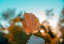 Photo of Equinoccio de otoño: diez rituales para renovar las energías