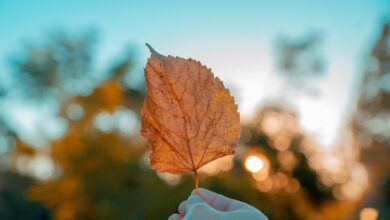 Photo of Equinoccio de otoño: diez rituales para renovar las energías