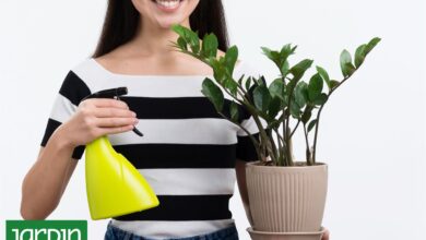 Photo of Terapia intensiva: ¿Cómo resucitar tus plantas después de las vacaciones?