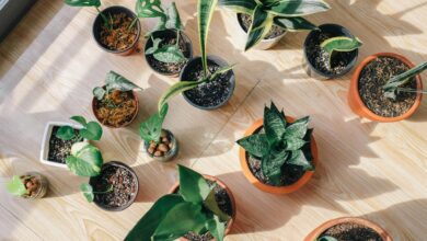 Photo of Las cinco plantas de interior que no tenés que tener en tu casa porque atraen plagas