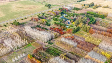 Photo of Escapadas: está en Buenos Aires y tiene el vivero de 200 hectáreas más importante del país