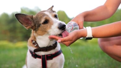 Photo of Esta es la cantidad de agua que tienen que tomar tu perro para vivir bien, según la ciencia