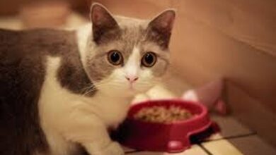 Photo of ¿Por qué los gatos dejan un hueco en el centro de la comida? La explicación de los veterinarios