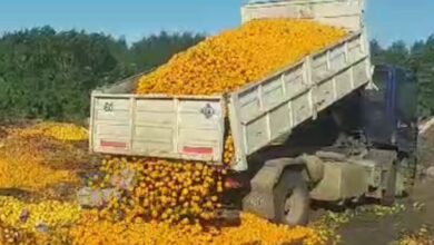 Photo of Cosecha amarga: el pueblo de las mandarinas, otra vez en jaque con productores que trabajan a pérdida