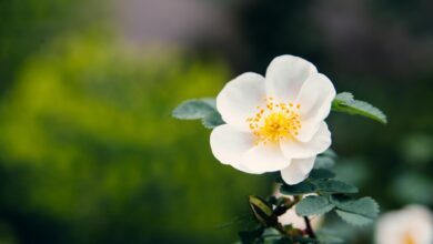 Photo of La flor que llena de perfume el jardín, crece en grupo y casi no necesita cuidados