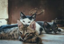 Photo of ¿Es seguro que un gato con leucemia conviva con otros gatos?