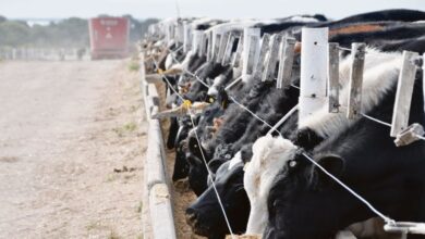Photo of Exportaciones de carne vacuna en caída: futuro incierto en medio de la suba de aranceles en el mercado global