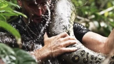 Photo of Es estadounidense y se dejó comer por una anaconda en vivo: una inesperada situación lo salvó