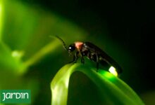 Photo of Se veían siempre de noche pero ahora cuesta encontrarlos. Qué pasó con estos insectos