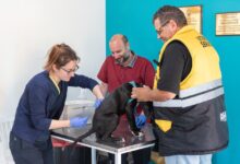 Photo of RGA Mascotera: se realizará una nueva jornada de vacunación y chipeo de mascotas en el B° AGP