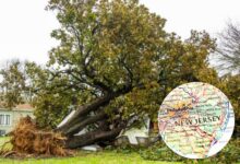 Photo of Pocos lo saben: quién paga si el árbol de tu vecino daña tu propiedad en Nueva Jersey