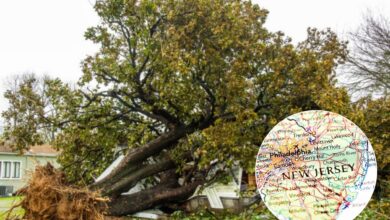Photo of Pocos lo saben: quién paga si el árbol de tu vecino daña tu propiedad en Nueva Jersey