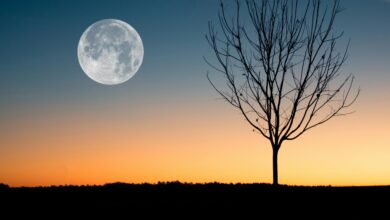 Photo of La Luna llena de las flores y el trágico amor de Beethoven que inspiró su sonata más famosa