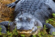 Photo of La verdadera causa detrás de los ataques de caimanes en Florida, según un nuevo estudio