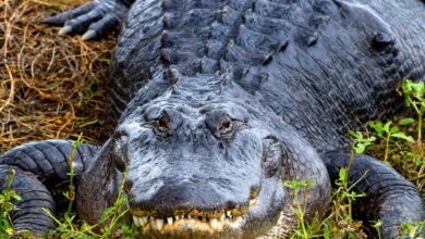 Photo of La verdadera causa detrás de los ataques de caimanes en Florida, según un nuevo estudio