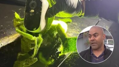 Photo of Cámaras ocultas en los jardines: el modus operandi que alerta a los vecinos de este lugar en California