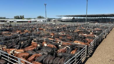 Photo of Vacunos: entrada abundante con altibajos en el Mercado Agroganadero de Cañuelas