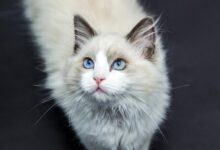 Photo of ¿Cuándo comienza la vejez de un gato?
