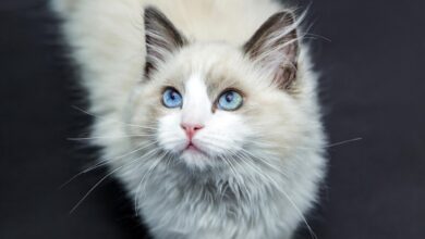 Photo of ¿Cuándo comienza la vejez de un gato?