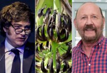 Photo of “Que nos dé una mano”: denunciaron una crisis productiva, Gildo Insfrán no los escuchó y ahora le piden plata a Javier Milei