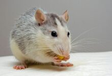 Photo of El secreto que guardan los bigotes de los ratones que revoluciona la ciencia