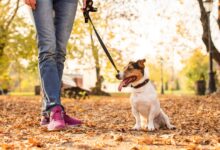Photo of La forma correcta de eliminar los desechos de un perro sin dañar al medioambiente