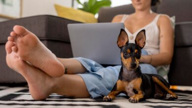 Photo of Un veterinario reveló los cuatro motivos por los que un perro puede lamer los pies de su dueño