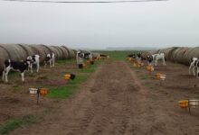 Photo of “Nos dio aire”: pasaron un mal momento como empresa y con mucha eficiencia en una actividad lograron sostenerse
