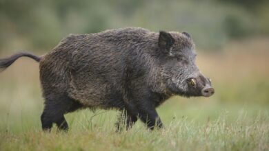 Photo of Santa Fe: lo confundieron con un chancho salvaje y lo mataron de un disparo