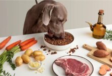Photo of Este es el mejor horario para que tus perros generen un hábito a la hora de comer, según expertos