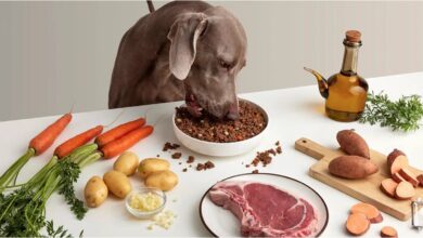 Photo of Este es el mejor horario para que tus perros generen un hábito a la hora de comer, según expertos