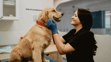 Photo of La tecnología que puede ayudar a millones: el innovador invento para el descanso y el bienestar de tu mascota