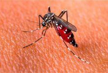 Photo of Santa Fe: los casos de dengue aumentaron un 40% en una semana y encendieron las alarmas en toda la provincia