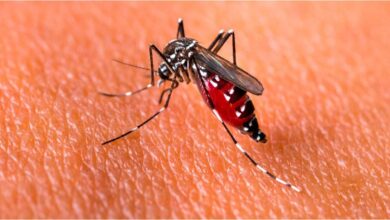 Photo of Santa Fe: los casos de dengue aumentaron un 40% en una semana y encendieron las alarmas en toda la provincia