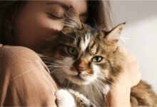 Photo of ¿Los gatos pueden entender a los humanos? Los expertos revelaron la verdad sobre el vínculo felino