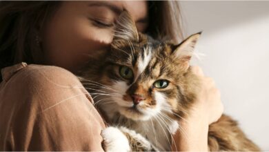 Photo of ¿Los gatos pueden entender a los humanos? Los expertos revelaron la verdad sobre el vínculo felino