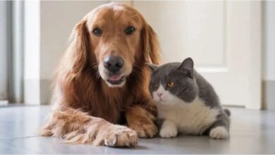 Photo of Qué tan seguros pueden ser los chips de rastreo en las mascotas