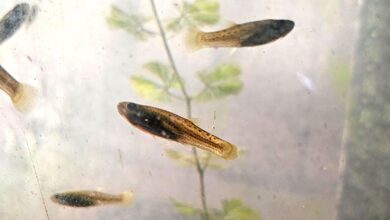 Photo of La UBA entrega peces gratis para combatir el mosquito del dengue en piletas y estanques