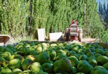 Photo of Economías regionales: la destrucción de un sector estratégico que alimenta a los argentinos