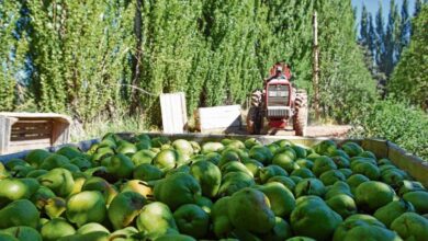 Photo of Economías regionales: la destrucción de un sector estratégico que alimenta a los argentinos